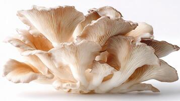 A large mushroom is shown on a white background photo
