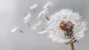 A dandelion with seeds blowing in the wind photo