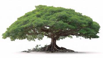 A large tree with roots on a white background photo