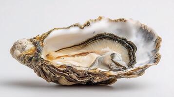 An oyster is shown on a white background photo
