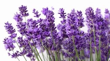 Lavender flowers are shown in a white background photo