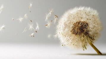 A dandelion blowing in the wind photo