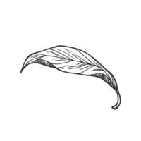 Hand drawn simple leaf sketch isolated on white background. vector
