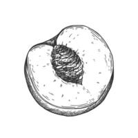 Apricot or peach half fruit illustration. vector