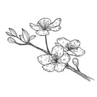 Hand drawn tree branch sketch with peach flowers and leaves on white background vector