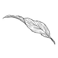 Hand drawn simple leaf sketch isolated on white background. Botanical vector