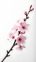 A branch of pink flowers is shown against a white background photo
