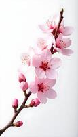 A branch of pink flowers is shown on a white background photo