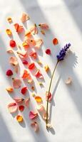 A flower and petals are arranged on a white surface photo