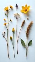 A group of different types of flowers and leaves photo