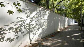 A white wall with a tree casting a shadow on it photo