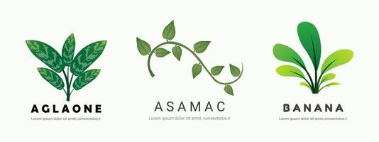 Clean Botanical Label Set for Nature-Based Product Logos vector