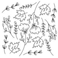 Leaf Patterns and Plants for Nature and Decoration Themes vector