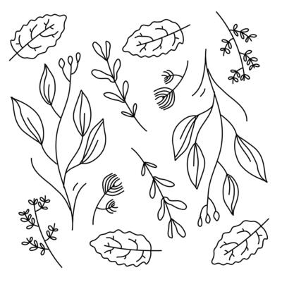 Botanical leaf illustration with hand drawn style and detail