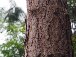 Mountain pine texture in the forest for environmental nature background photo