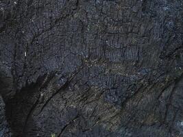 Burnt stump black texture in the forest for an environmental background. photo