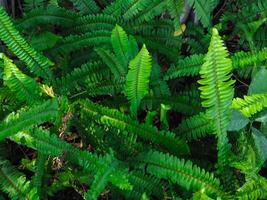 fern leaf texture for fresh environment background. photo