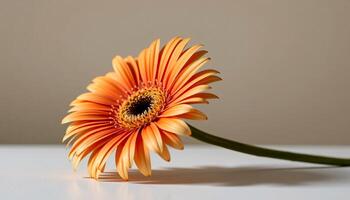 graceful stem of gerbera daisy in a minimalist style, with melon and alabaster palette photo