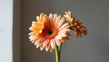 elegant cluster of gerbera daisy in a minimalist style, with peach and cream tones, smooth curves photo