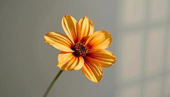 graceful stem of wallflower in a minimalist style, with burnt orange and ivory palette photo