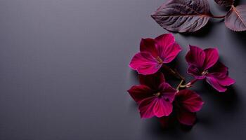 bold flat lay of gloxinia on a matte paper texture, with deep plum tones photo