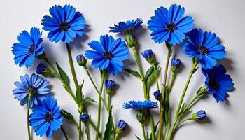 bold flat lay of cornflower on a canvas texture, with soft cobalt tones, natural lighting intensity photo