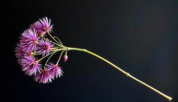 graceful stem of allium in a minimalist style, with cool plum palette, flowing lines photo
