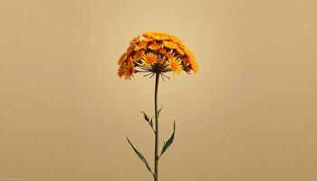 graceful stem of yarrow in a minimalist style, with muted ochre palette, flowing lines photo