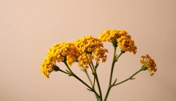 elegant cluster of yarrow in a minimalist style, with soft mustard tones, smooth curves photo