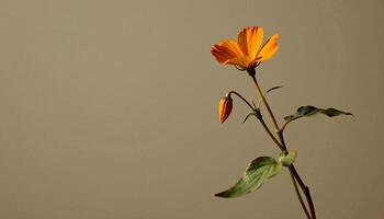 graceful stem of nasturtium in a minimalist style, with golden rust palette, flowing lines photo