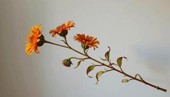 graceful stem of gaillardia in a minimalist style, with rustic sienna palette, flowing lines photo