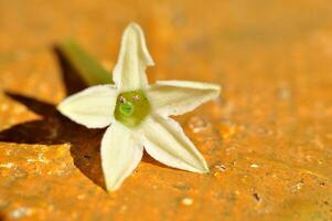 Cestrum nocturnum the lady of the night flower photo