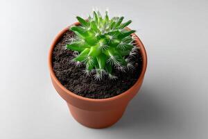 Cactus plant in a terracotta pot with soil on a light-colored surface indoors photo
