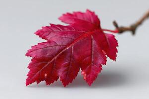 Vibrant red leaf resting on a flat surface showcasing autumnal beauty and natural textures photo