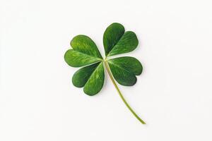 Four-leaf clover representing good luck isolated on a clean white background with copy space photo
