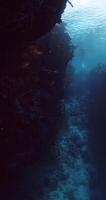 Underwater view with corals on vertical rocks in blue ocean video