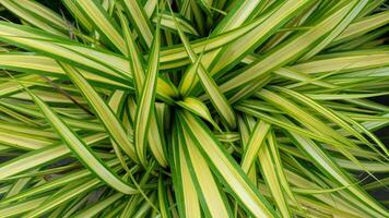 Above view of dense cluster of variegated mondo grass or Ophiopogon jaburan given its linear leaves with prominent yellow stripes. The foliage creates a textured bright green and yellow pattern. photo