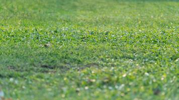 Abstract of green grass meadow green color. Blurred on front and back of picture and focus on center picture. photo
