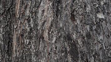Rough texture of the tree is dark brown mixed with black. It shows the large and old trunk. photo
