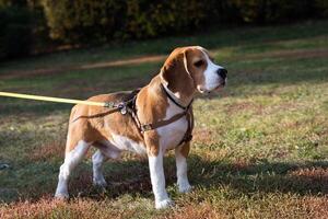 dog Beagle on a walk early in the morning at sunrise photo