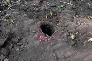 Get rid of rat using bait poison box, pest control in industry. photo