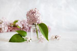 lilac flower isolated on white background, full depth of field, clipping path photo