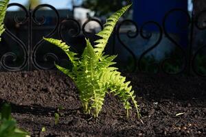 Overgrown fern leaves in spring in a dark shady forest on a sunny summer day. Natural background of fresh foliage. Small depth of field. photo