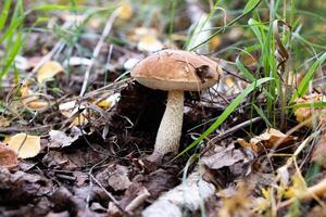 CMushroom growing on lush in a autumn forest green moss in a forest, low angle view photo