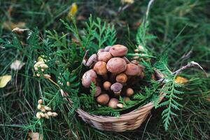 The color palette is dominated by earthy tones browns, greens, and grays. photo