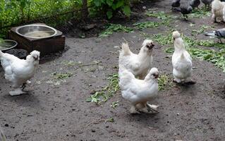 Free range chicken on a traditional poultry farm photo
