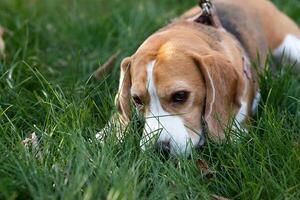 Cute beagle puppy running on grass. Beagle puppy. photo