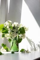 bouquet of bird cherry blossoms on the background of the window, copy sapace. photo