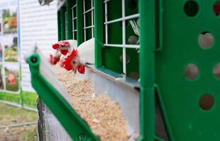 Eggs Chickens in industrial farm photo