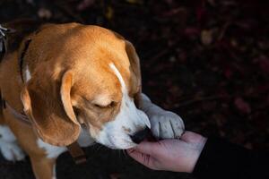 Cute beagle puppy running on grass photo